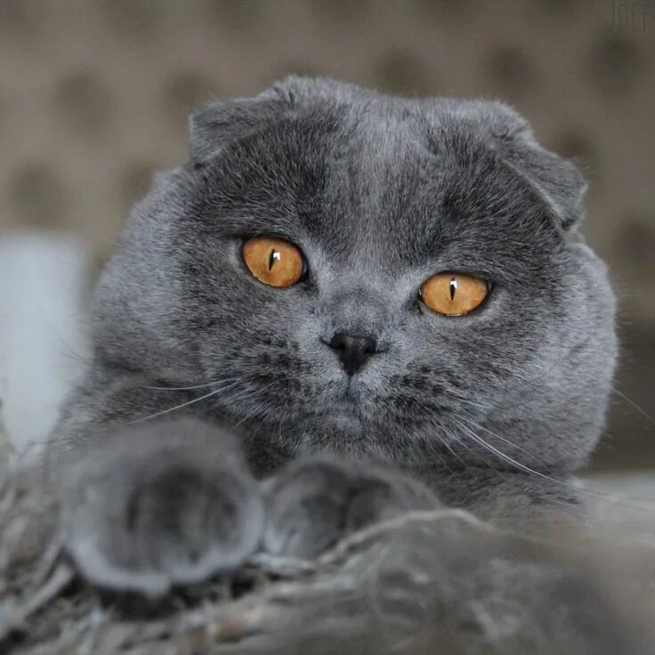 Показать фото вислоухого кота Pin on Scottish fold Cute cats, Beautiful cats, British shorthair cats