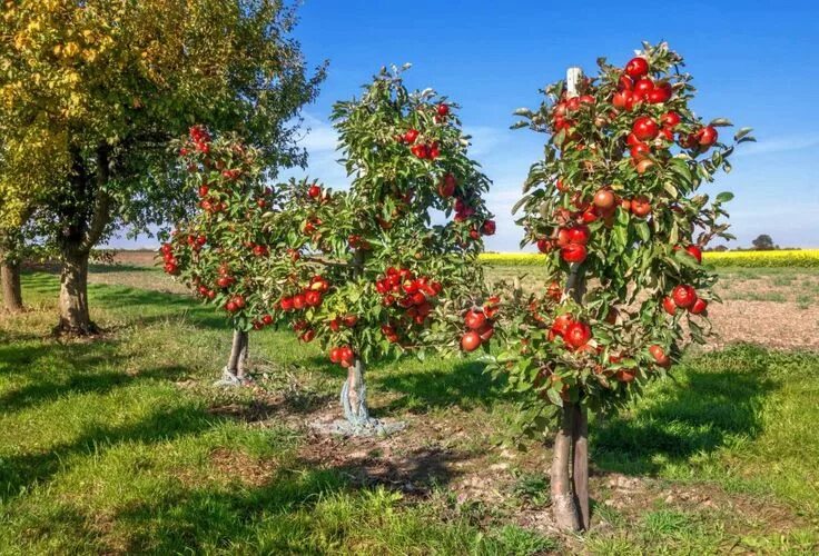 Показать фото яблони Growing Dwarf Apple Trees Apple tree, Dwarf fruit trees, Ornamental trees