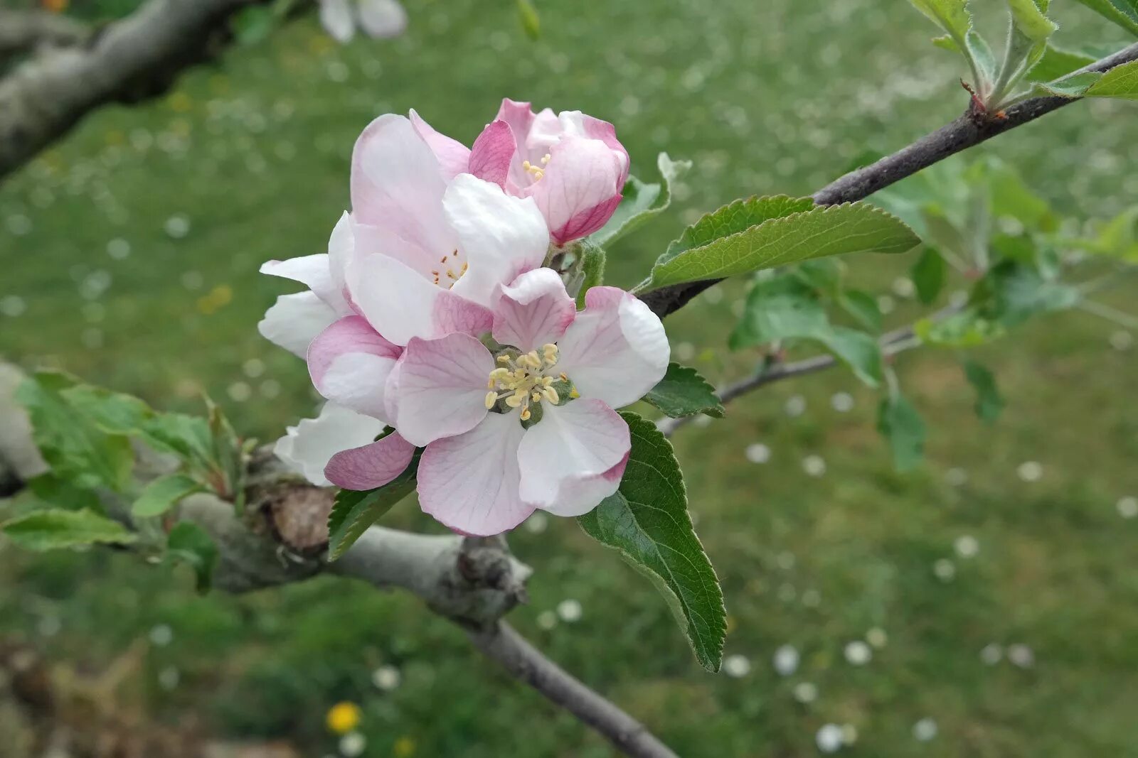 Показать фото яблони Malus domestica cv.