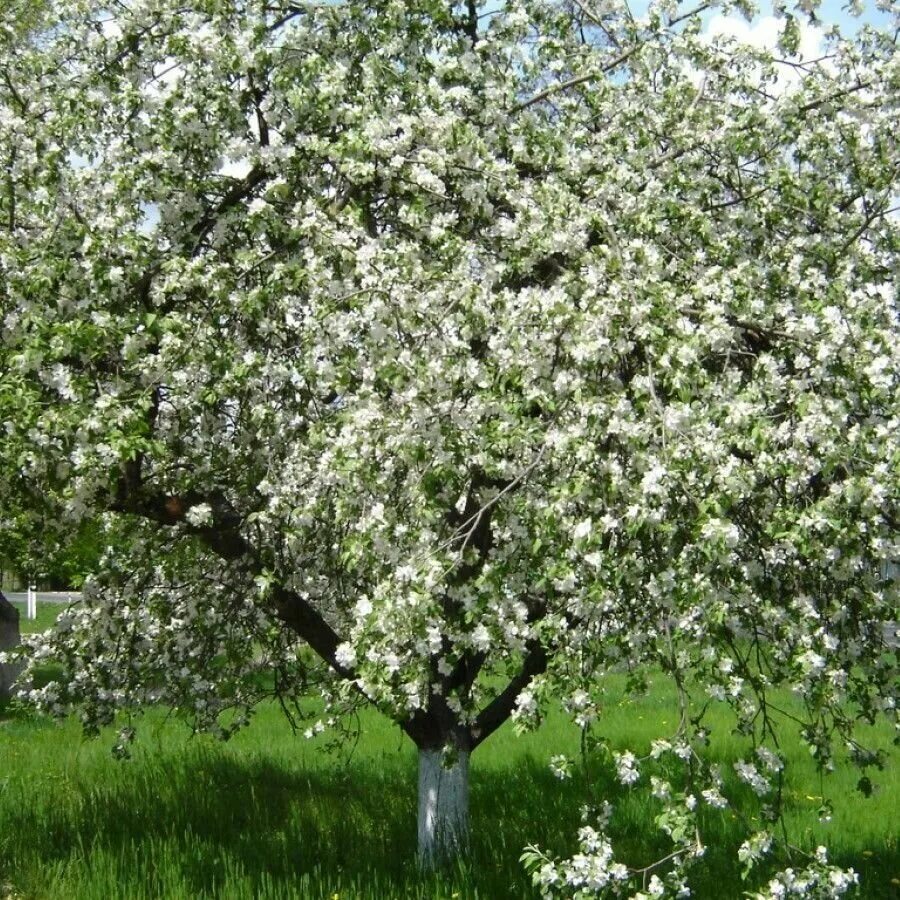 Показать фото яблони Семена Яблоня Антоновка обыкновенная (Malus Antonovka), 10 штук - купить в интер