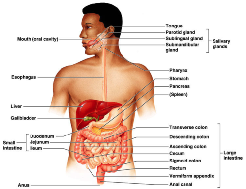 Показать где находится печень у человека фото Digestive System Flashcards Quizlet