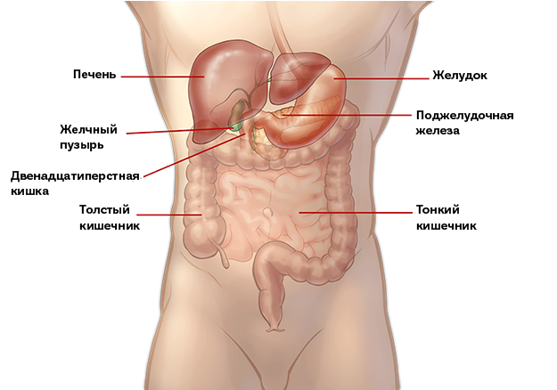 Показать где находится печень у человека фото Вентральная и паховая грыжа: симптомы и признаки, лечение