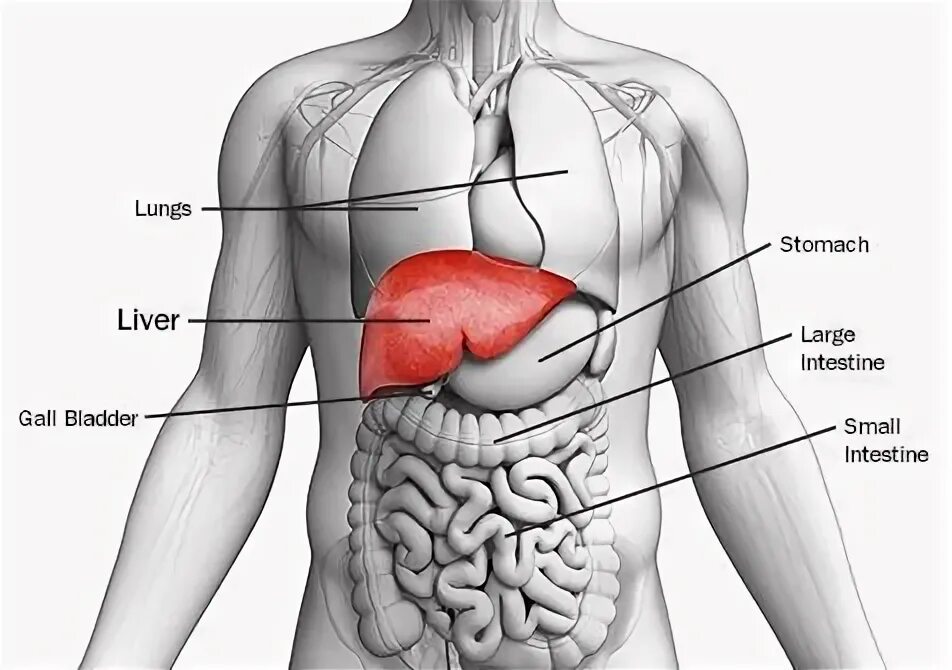 Показать где находится печень у человека фото ボ-ド"Cleanse your liver"の ピ ン