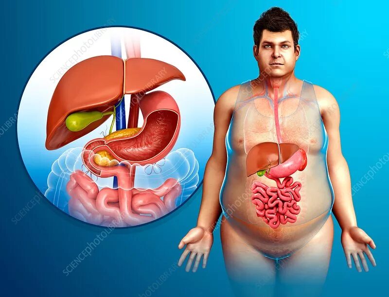 Показать где находится печень у человека фото Human liver, illustration - Stock Image - F015/9045 - Science Photo Library