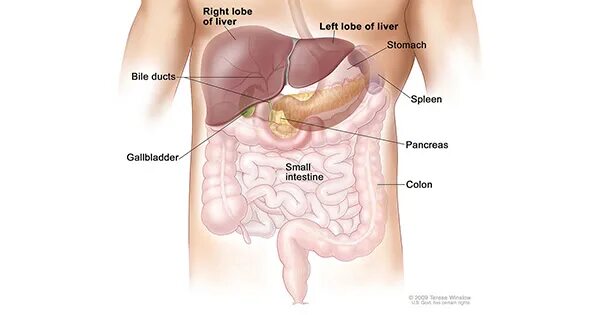 Показать где находится печень у человека фото Liver and Bile Duct Cancer—Health Professional Version - NCI