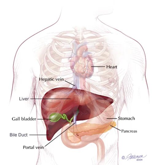 Показать где находится печень у человека фото Anatomy of Liver Mets