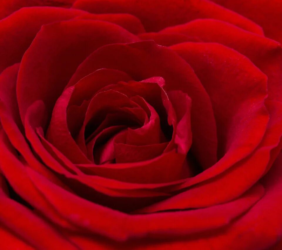 Показать красный цвет фото Download wallpaper macro, red, rose, plant, roses, Bud, red rose, section flower