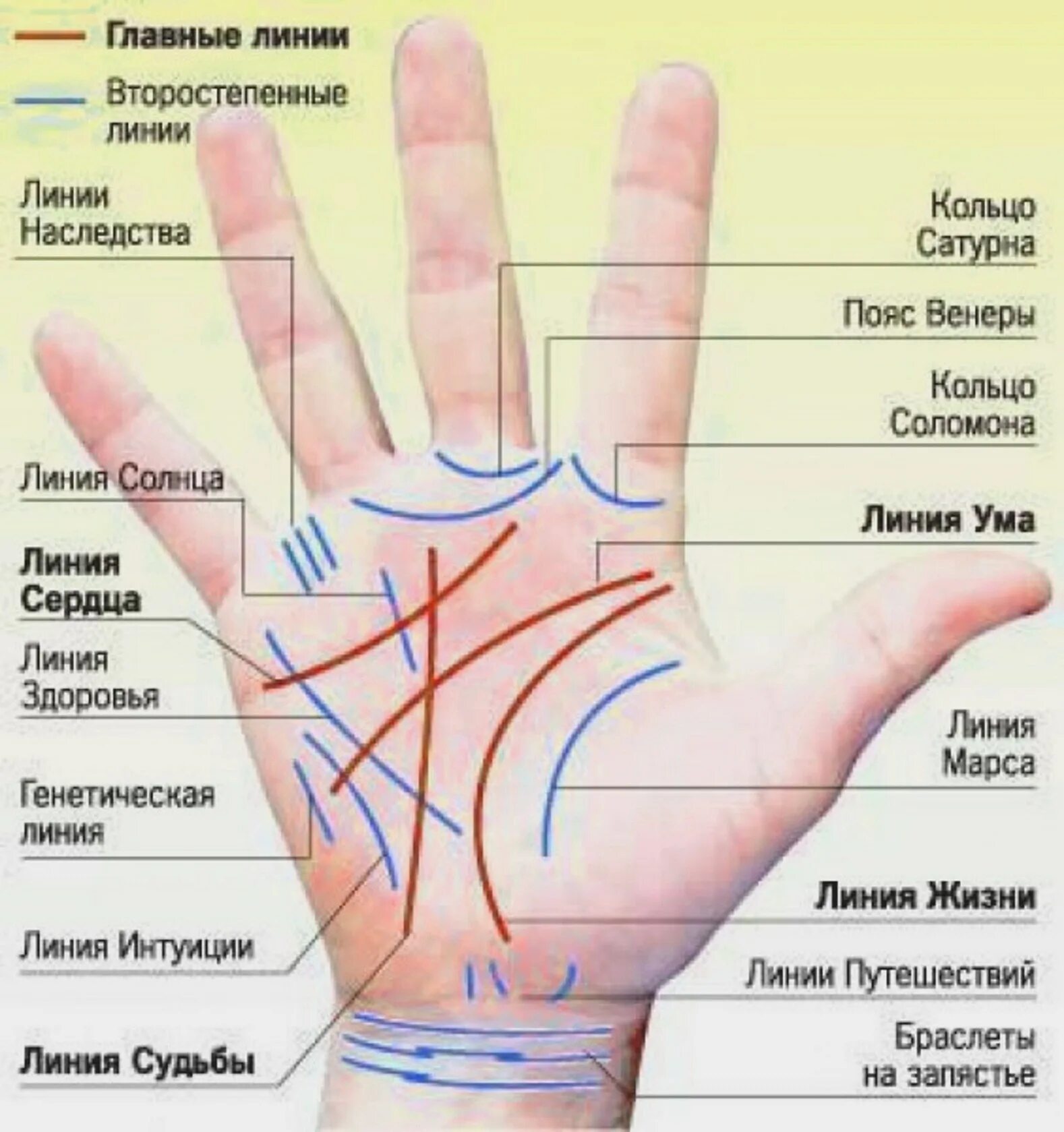 Показать линию жизни на руке фото Профессия на ладони