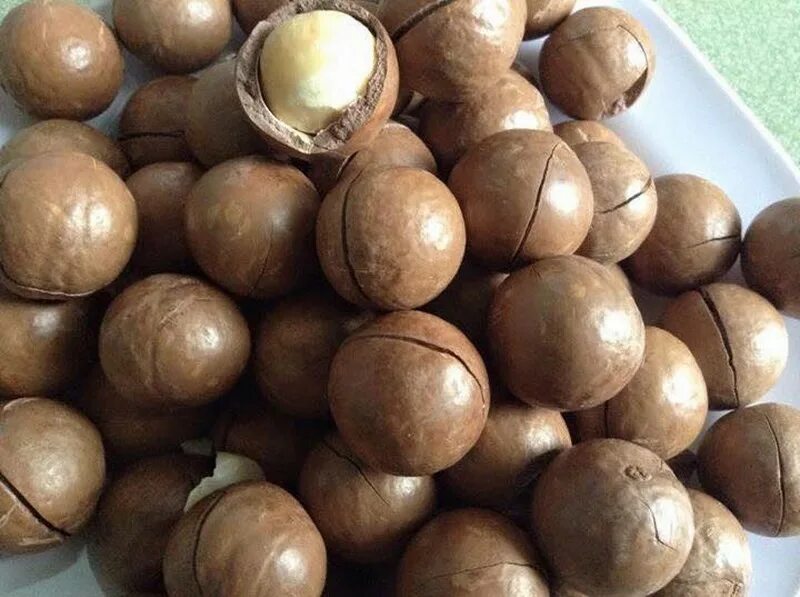 Показать орех макадамия фото Macadamia Nuts Kernel - Macadamia Nuts Whatsapp +84-845-639-639 Alibaba.com