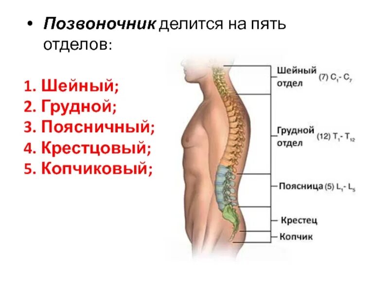 Показать пояснично крестцовый отдел позвоночника фото Картинки ПОЯСНИЧНО КРЕСТОВЫЙ ОТДЕЛ ПОЗВОНОЧНИКА