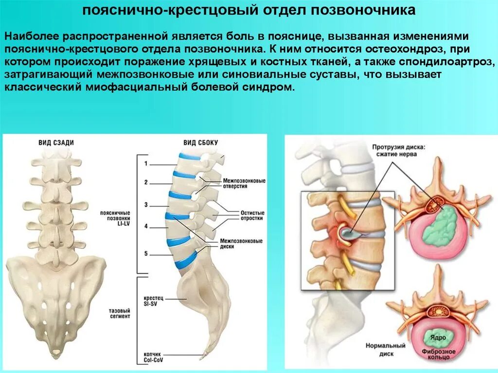 Показать пояснично крестцовый отдел позвоночника фото Функция крестцового позвоночника