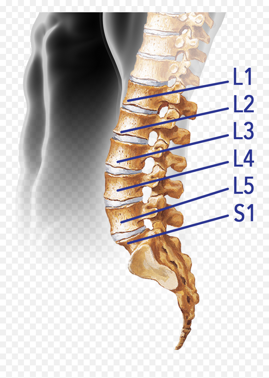 Показать пояснично крестцовый отдел позвоночника фото Download Spine - Lumbar Vertebral Column Png Image With No Vertebra Lumbar Png,S