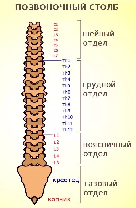 Показать пояснично крестцовый отдел позвоночника фото Остеохондрозы: стадии, симптомы по отделам позвоночника, лечение