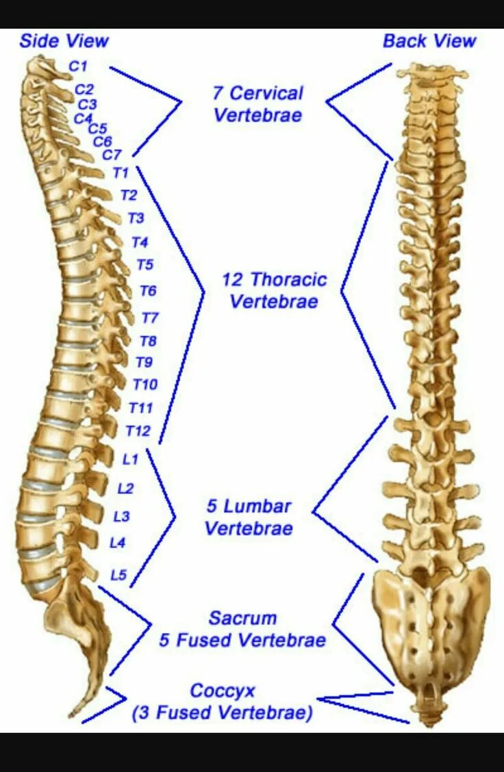 Показать поясничный отдел позвоночника на человеке фото Pin on Natural organic patterns Anatomy bones, Science for kids, Cancellous bone