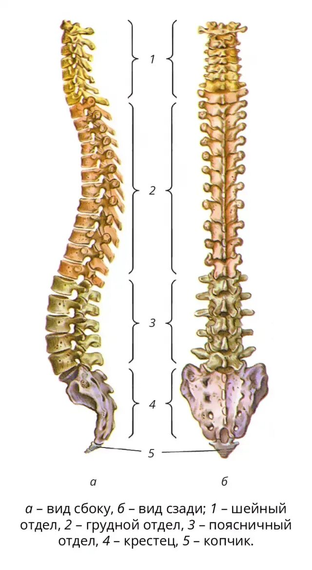 Показать поясничный отдел позвоночника на человеке фото Копчик. Большая российская энциклопедия