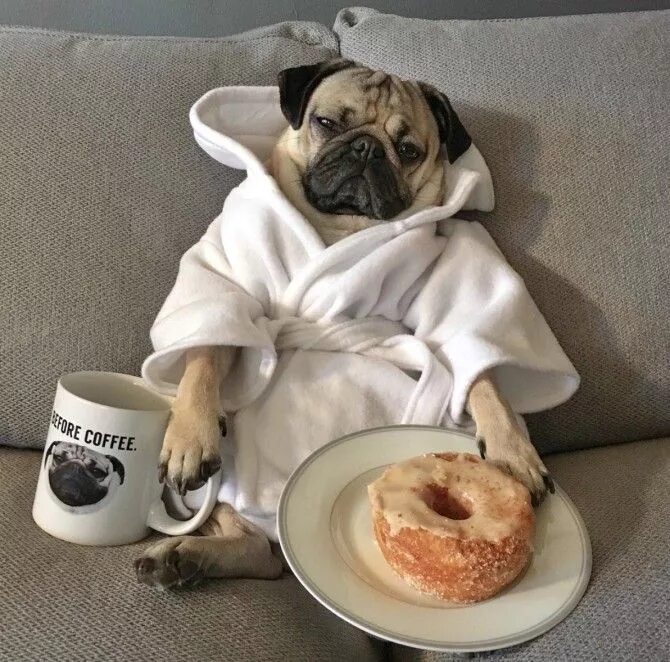 Показать прикольные картинки с добрым утром 25 Times Doug the Pug Accurately Described Your Relationship With Food Pugs funn