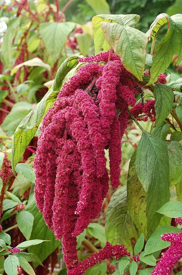 Показать растение амарант как выглядит Amaranthus caudatus - Wikipedia