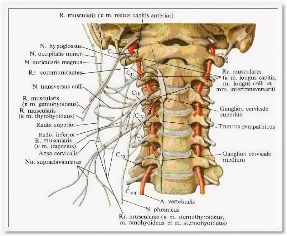 Показать шейный отдел позвоночника фото Анатомия Шейные позвонки, Позвоночные и Мозг