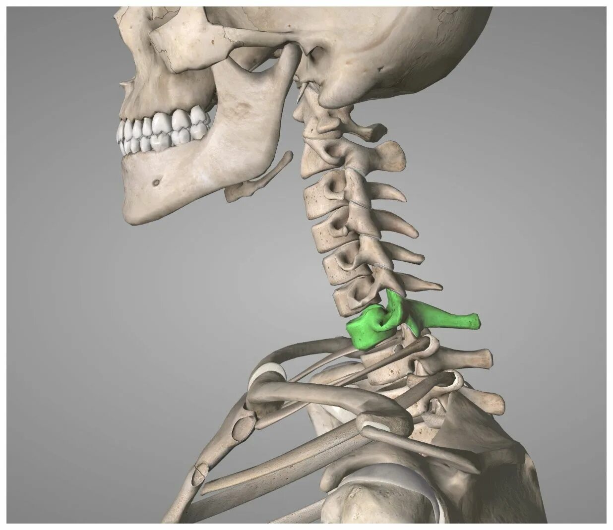 Показать шейный отдел позвоночника фото anatomy에 있는 핀