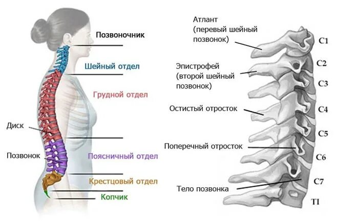 Показать шейный отдел позвоночника фото Межпозвонковые грыжи