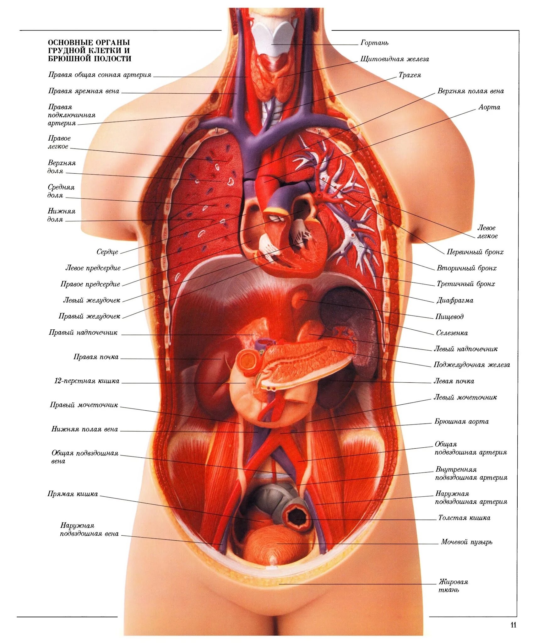 Показать строение внутренних органов человека фото Строение женского организма гинекология рисунок