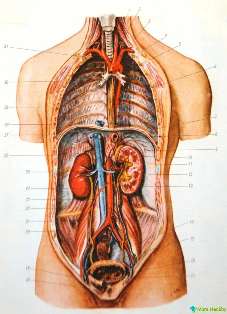 Показать строение внутренних органов человека фото Строение человека (внутренние органы): фото с надписями