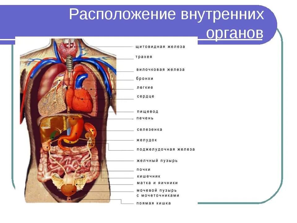 Показать строение внутренних органов человека фото Что внутри человека - блог Санатории Кавказа