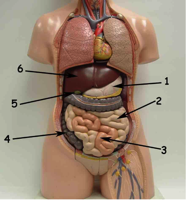 Показать строение внутренних органов человека фото Diagram of The Digestive System Quizlet