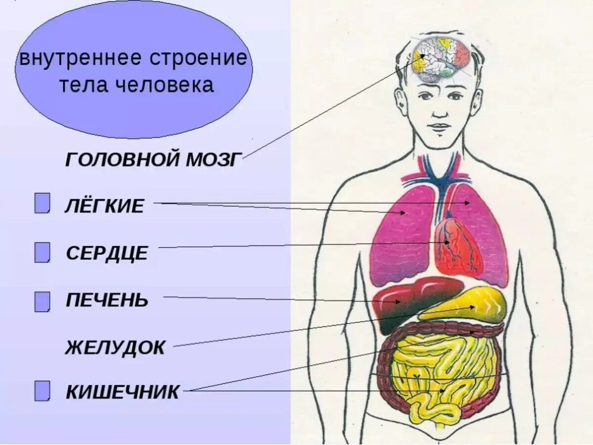 Показать строение внутренних органов человека фото Внутренние органы человека анатомия - Расположение Печени Желудка И Поджелудочно