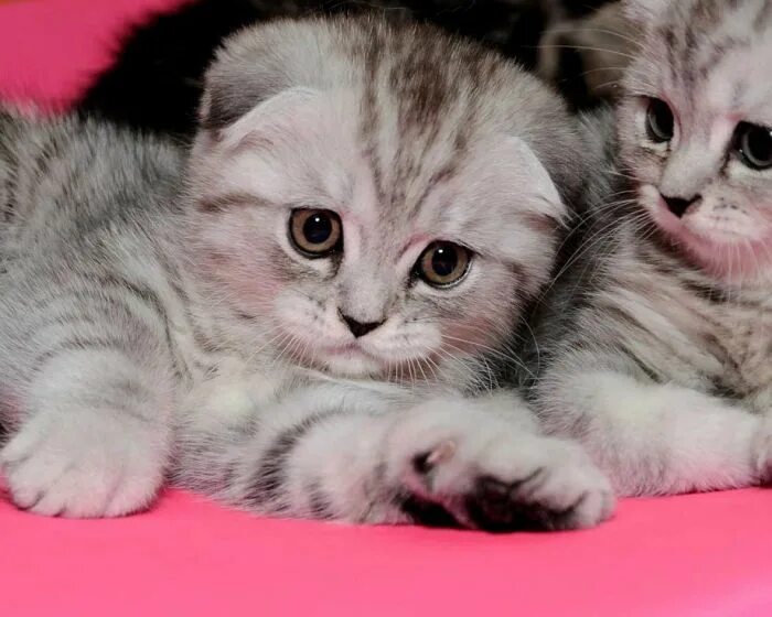 Показать вислоухих котят фото scottish fold kitties Scottish fold kittens, Cat scottish fold, Scottish fold