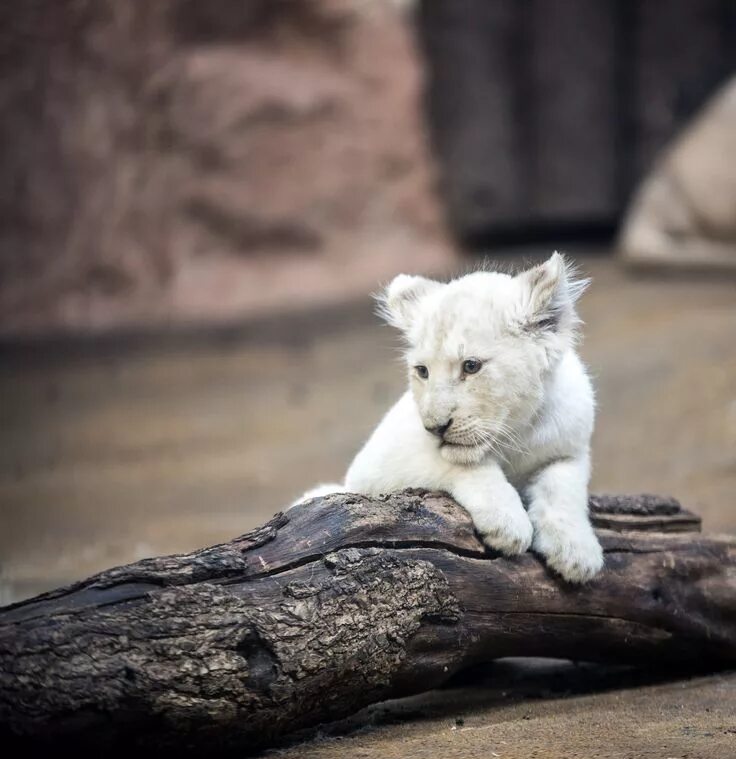 Покажи белое фото Cute White Lion Cub Photo