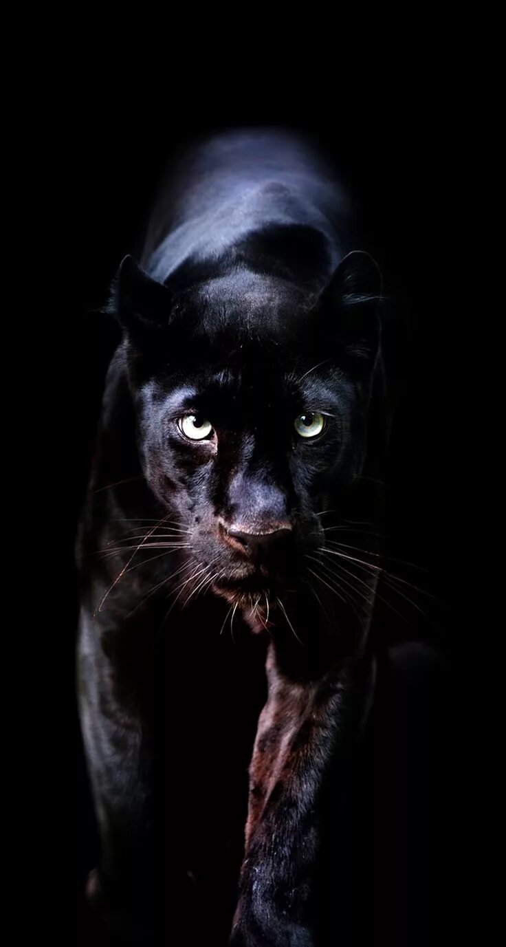 Покажи черные фото Wallpaper iPhone ⚪ Animal wallpaper, Wild animal wallpaper, Black panther hd wal