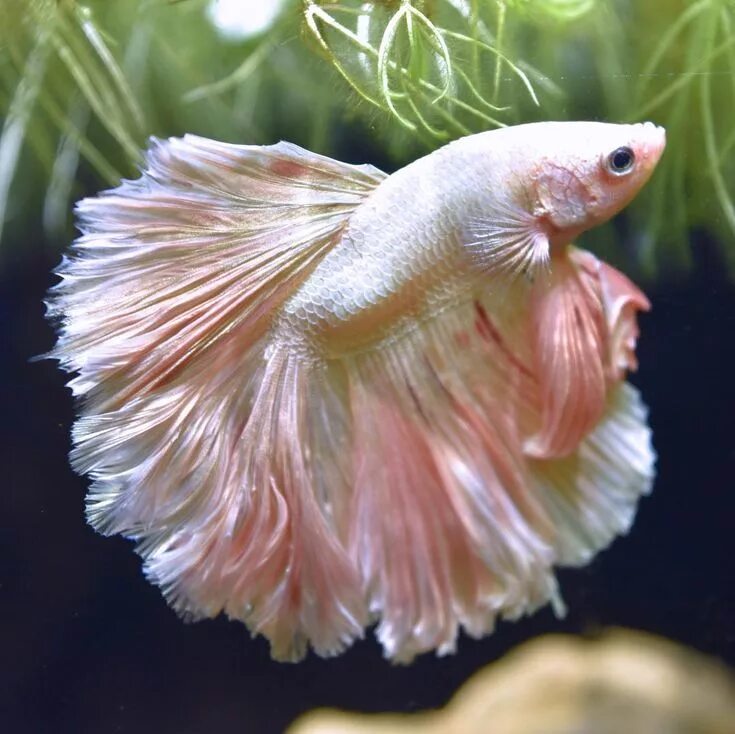 Покажи фото аквариумных рыбок gorgeous blush baby. Cool fish, Freshwater aquarium fish, Betta fish types