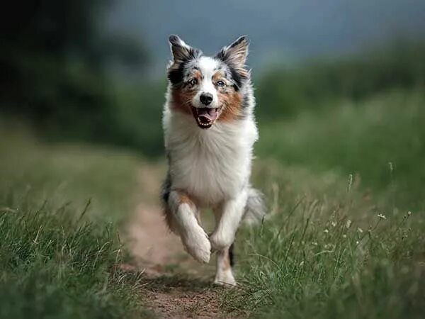 Покажи фото австралийской овчарки Positive Dog Training Tips for Australian Shepherds