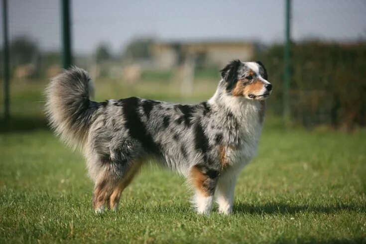 Покажи фото австралийской овчарки Australian Shepherd with tail in 2024 Herding breed, Australian shepherd, Aussie