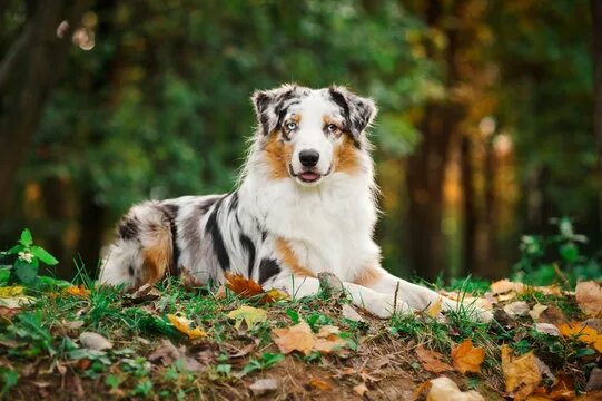 Покажи фото австралийской овчарки Puppy Australian Shepherd Зображення - огляд 59,073 Стокові фото, векторні зобра