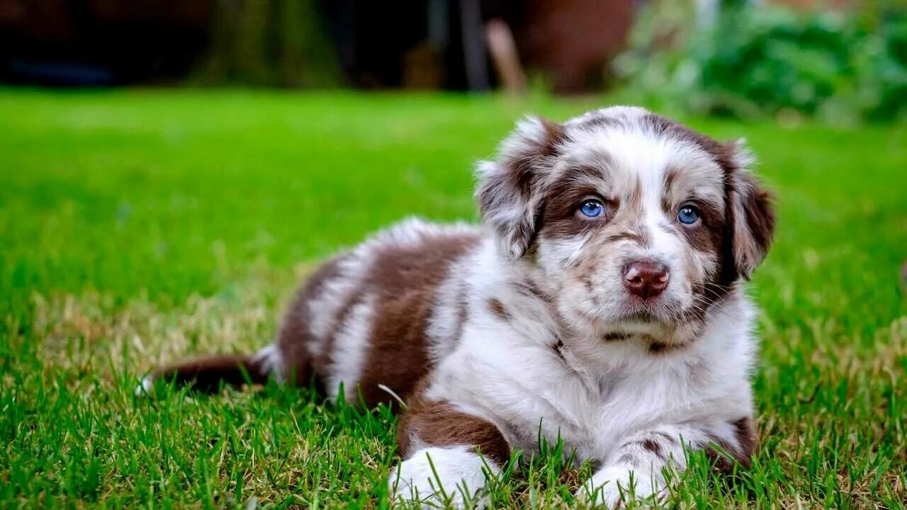 L’amore che obbliga chi è amato a ricambiare Australian shepherd dogs, Shepherd 