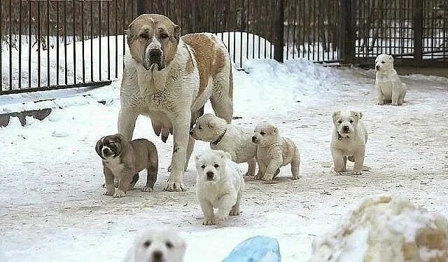 Покажи фото азиатской овчарки Pin em СОБАКИ Cachorro