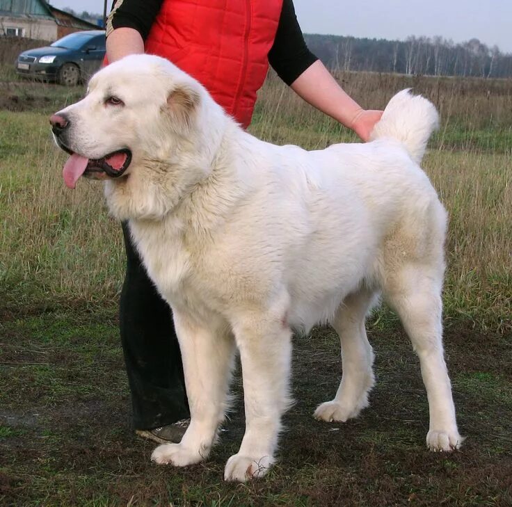 Покажи фото азиатской овчарки Razas de perros, Perros, Gatos