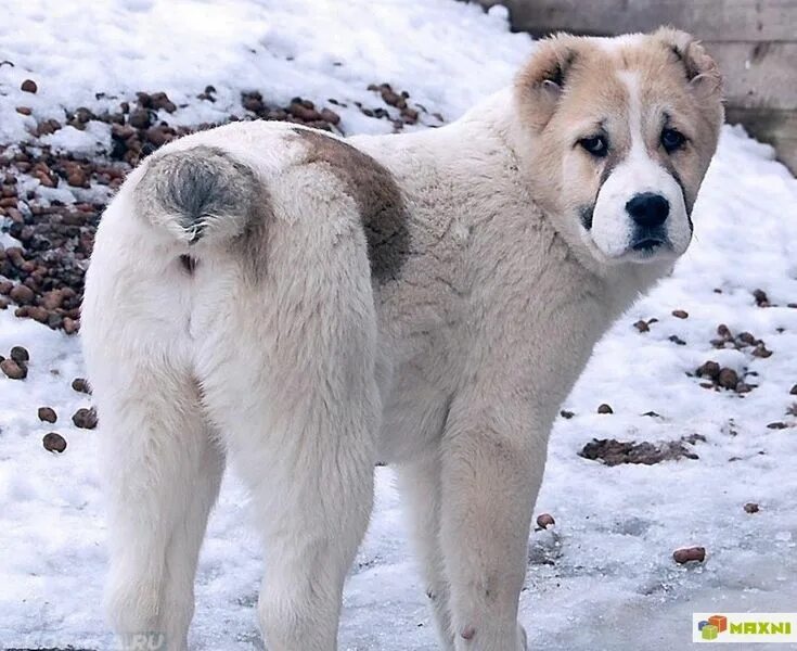 Покажи фото азиатской овчарки ALABAI Крупные породы собак, Породы собак, Боксер собака