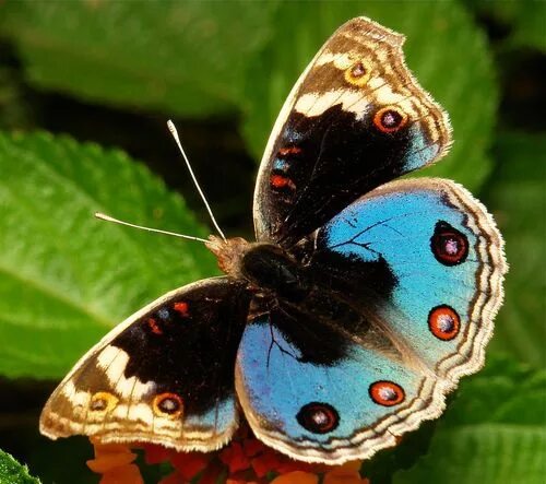 Покажи фото бабочек Blue Pansy (Junonia orithya, Nymphalidae) Beautiful butterfly pictures, Beautifu