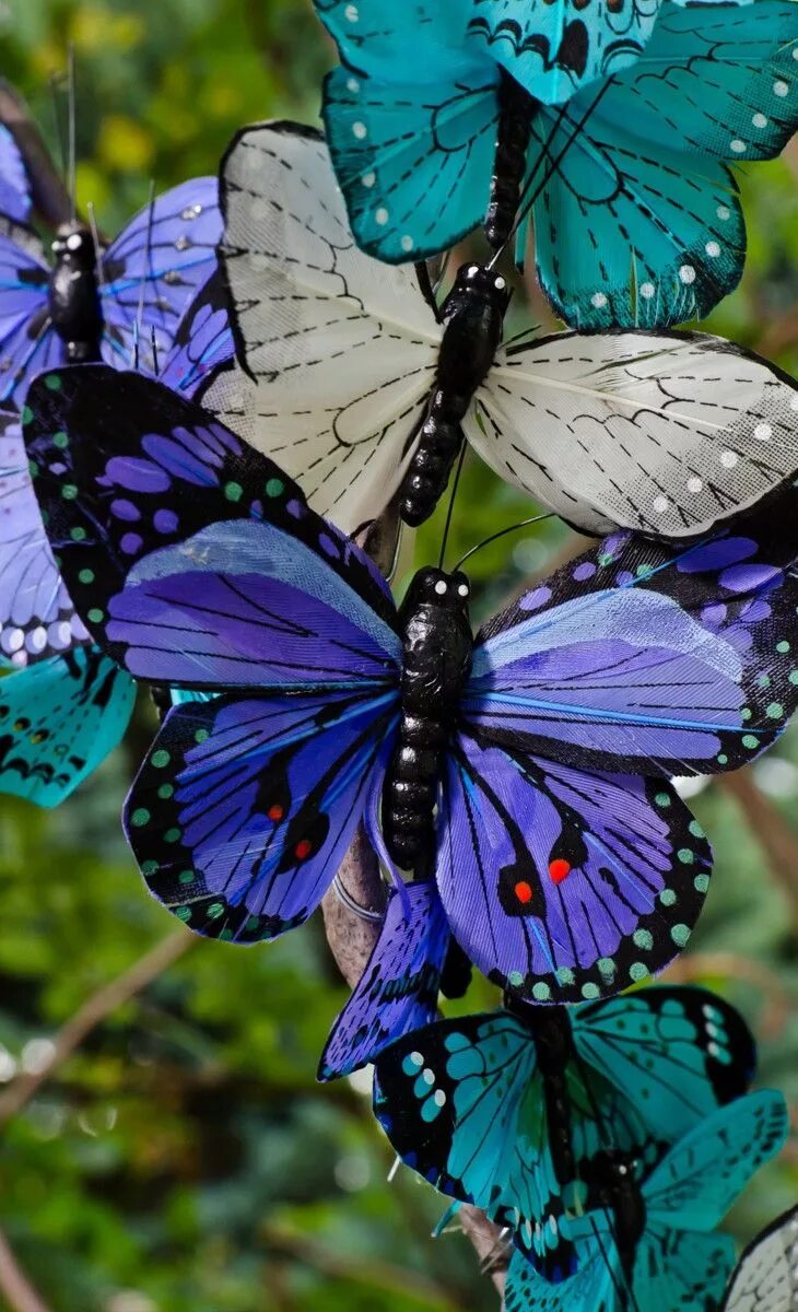 Покажи фото бабочек Pretty butterfly decor Beautiful butterflies, Butterfly art, Butterfly pictures