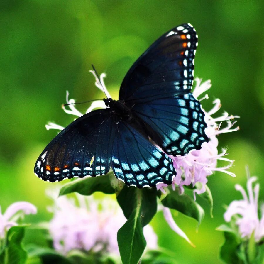 Покажи фото бабочек "Blue Butterfly" by masscreation on DeviantArt Blue butterfly, Butterfly, Beauti