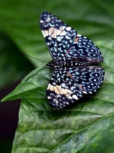 Покажи фото бабочек Blue Cracker From Costa Rica Beautiful butterflies, Butterfly pictures, Butterfl