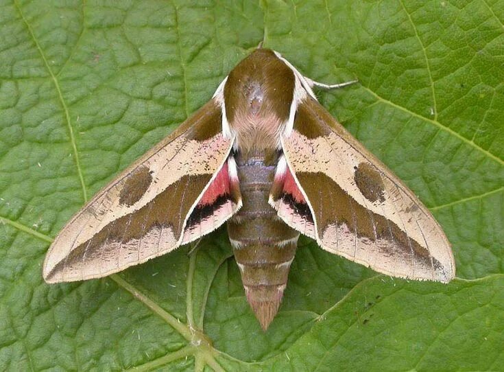 Покажи фото бабочки бражника Spurge Hawk-moth Hyles euphorbiae - UKMoths Hawk moth, Moth, Beautiful bugs