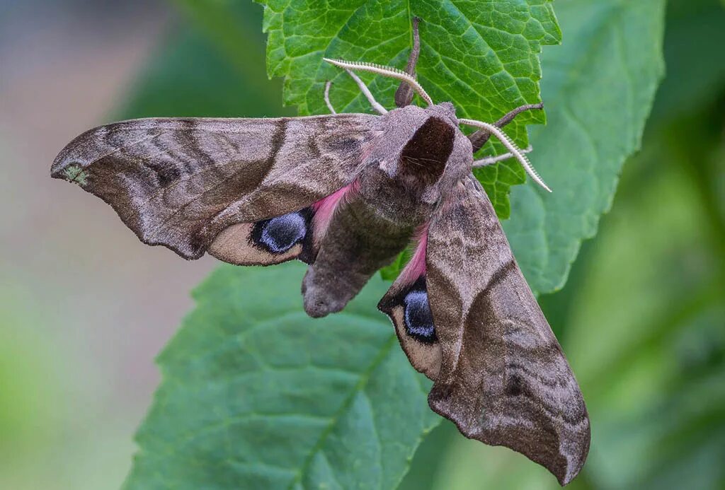 Покажи фото бабочки бражника Бражник глазчатый / Smerinthus ocellata (Linnaeus, 1758) Бабочки Южного Урала