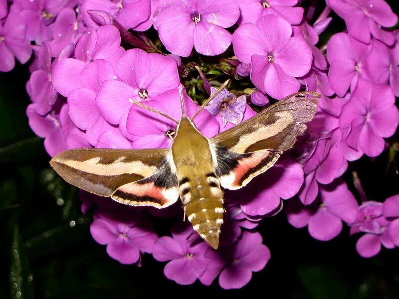 Sphinx ligustri - Ligustro Sfinge