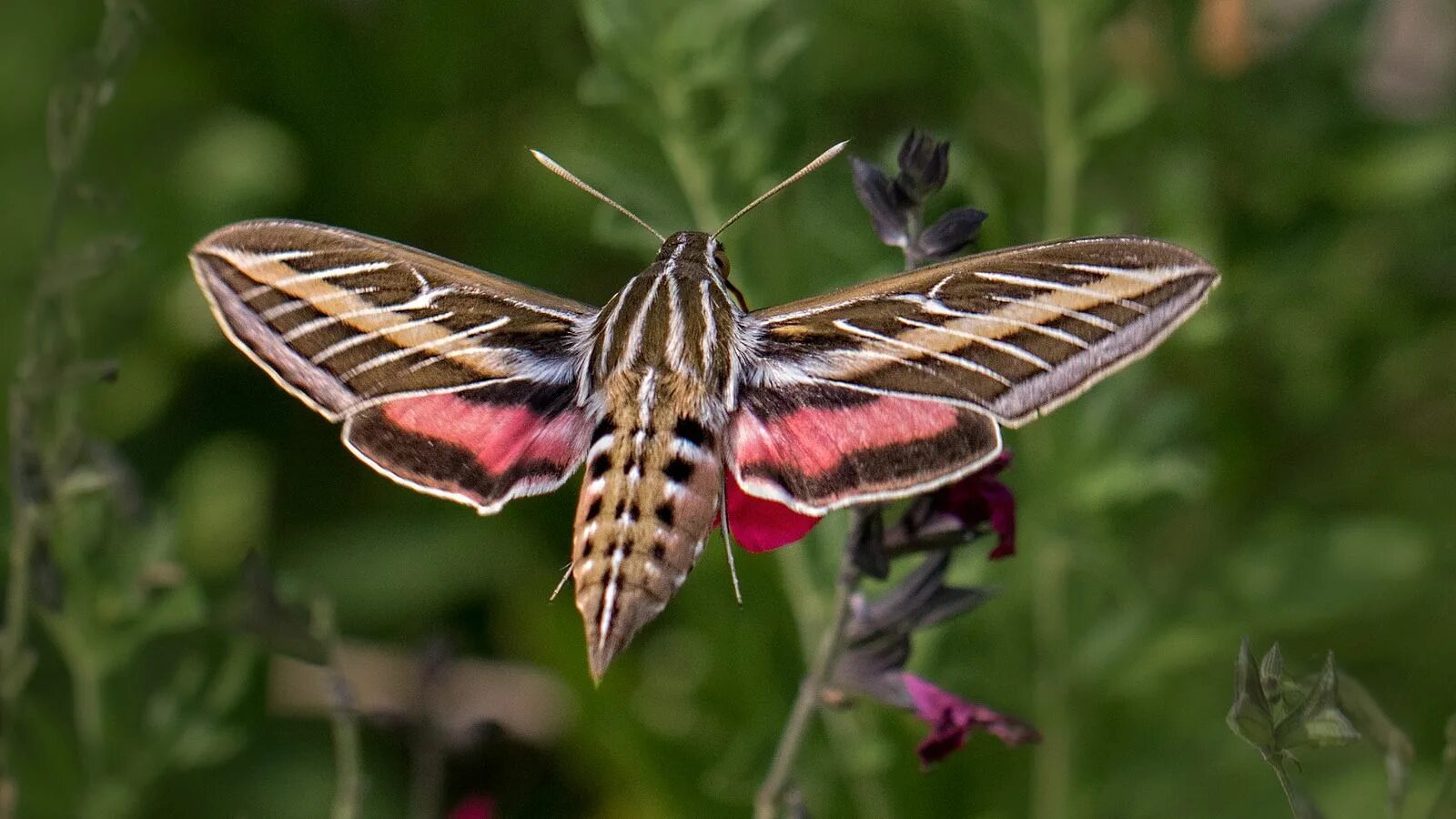 Покажи фото бабочки бражника Hummingbird Moth Hummingbird moth, Moth species, Moth tattoo