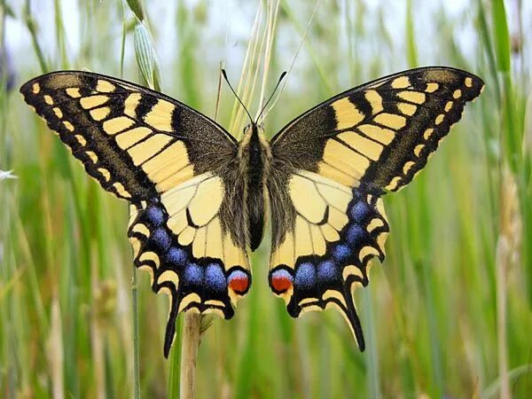 Покажи фото бабочки махаон reine Papillons Swallowtail butterfly, Butterfly photos, Butterfly painting