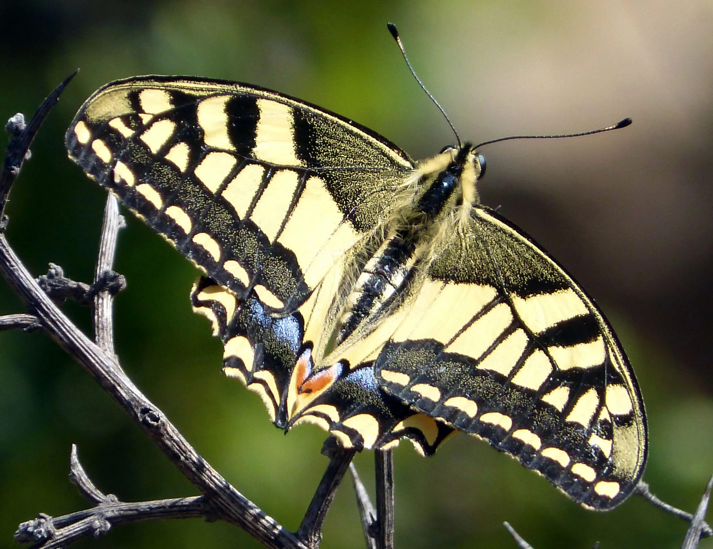 Покажи фото бабочки махаон File:Swallow-tail Papilio machaon 01.jpg - Wikimedia Commons